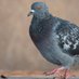 Sluice Pigeon (@PigeonSluice) Twitter profile photo