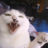 NFSPEED12 (@nfspeed12) 's Twitter Profile