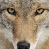 Coyoteblog (@coyoteblog) 's Twitter Profile