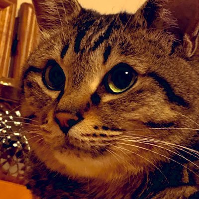 滑舌の悪さなら誰にも負けない 色んな人とゲームをしたいので気軽にお誘いしてください！自分から行ったりもしますw 最近のゲーム  #SF6 #雀魂 #LoL