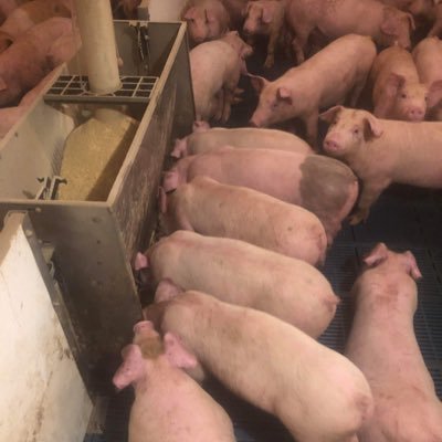 I help raise 5,000 early weaned piglets on our family farm pressure washing expert