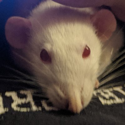 Coco the Canadian Socialist Rat🇨🇦 🇨🇦