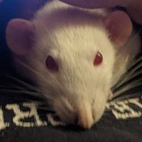 Coco the Canadian Socialist Rat🇨🇦 🇨🇦 (@rj_macnaughton) 's Twitter Profile