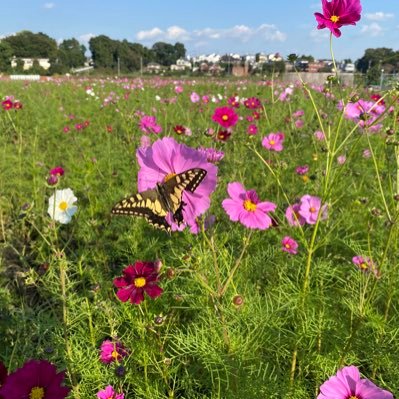 zd_bird's profile picture. ❣️懸賞が大好き😘