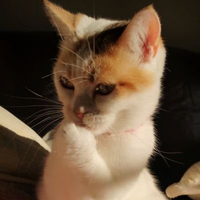 _7Stars7_'s profile picture. ／^o^＼ﾌｯｼﾞｯｻｱｱｱﾝ!
大型バイクが好きです