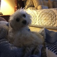 Liam (@aussiebear09) 's Twitter Profile
