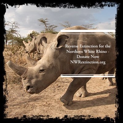 Reverse the extinction of the Northern White Rhino - donate now @ https://t.co/XRWUqVUIUo