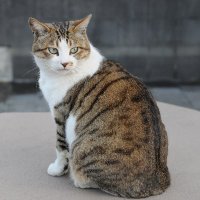 キャット (@catcc2011) 's Twitter Profile