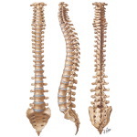 A select group of healthcare professionals that will provide accurate, authoritative information about what Chiropractic Physicians may be able to help.