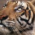 Russel Gillespie (@1984tiger) Twitter profile photo Russel Gillespie (@1984tiger) Twitter profile photo