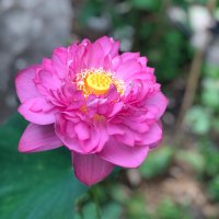 The Gardener (@lordofthekoi) 's Twitter Profile Photo