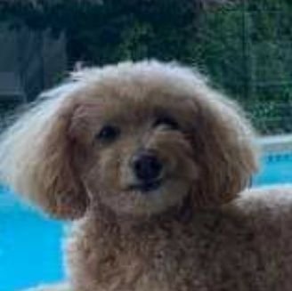 izalco1968's profile picture. 