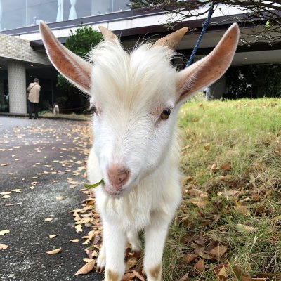 伊豆の伊東市にあるサザンクロスリゾート⛳️♨️🐾の公式アカウントです。つぶやき担当のバフィです🌱🐐✨ #サザンクロスリゾート とツイートしてくれたら頑張って フォロー(ゴメンナサイ無言🤭)しますっ☘️ゴルファーもフォロー👍