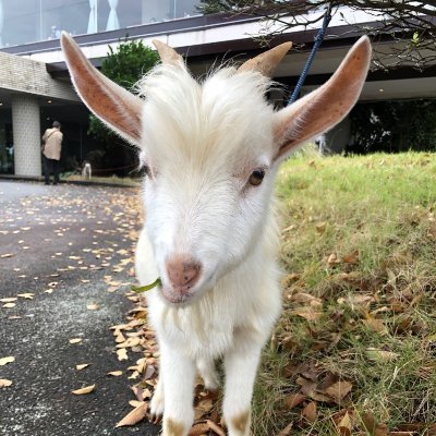 伊豆の伊東市にあるサザンクロスリゾート⛳️♨️🐾の公式アカウントです。つぶやき担当のバフィです🌱🐐✨ ＃サザンクロスリゾート とツイートしてくれたら頑張って フォロー（ゴメンナサイ無言🤭）しますっ☘️ゴルファーもフォロー👍