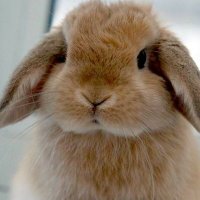 행 (@hapvir_52) 's Twitter Profile