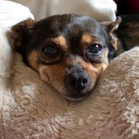 Gigithepuppy (@gigithepuppy_) 's Twitter Profile