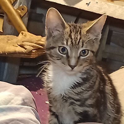 MedecineSierra's profile picture. Life lover, grateful, intense, honest, serious, radical, happy, peacenik, herbalist, healthful practices, psychedelic music, homeowner, farmer, student of all.