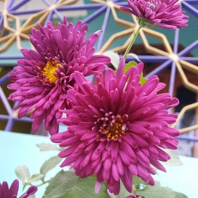 das_dubari's profile picture. 