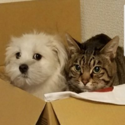 ぽんまるchannel Tiktokの犬が寝る曲 うるさい犬に試してみた T Co 2l971w3zf8 Via Youtube ポメマル マルポメ うるさい犬 犬好きと繋がりたい ほぼマルチーズ ポメラニアンの要素どこ ぽんまるchannel Tiktokの犬が寝る曲 うるさい犬に試してみた T Co 2l971w3zf8 Via Youtube ポメマル マルポメ うるさい犬 犬好きと繋がりたい ほぼマルチーズ ポメラニアンの要素どこ