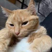 Just Lucy (@honeywyness) 's Twitter Profile