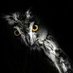 Owl Piper (@owlpiper) Twitter profile photo Owl Piper (@owlpiper) Twitter profile photo