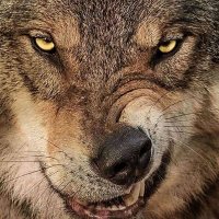 Bad lone wolf 🇫🇷 🇷🇺(@JeanRichardMol1) 's Twitter Profile Photo