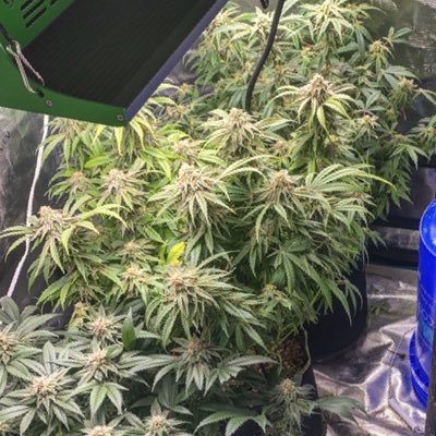 cannabis lover , new grower, affiliate for growers choice seeds & https://t.co/UQqx9uOhsO ,click on the link to get yours today !!! I review weed all day 🌱🍃👽🤯🔥💨🥴