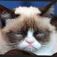Thechatterer (@thechatterer1) 's Twitter Profile