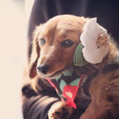 えびす 保護犬出身アイドル犬 Ebisu Twitter えびす 保護犬出身アイドル犬 Ebisu Twitter