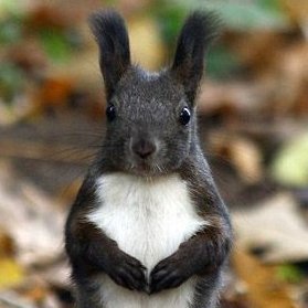 Squirrel spotter 🐿️ | Curating the internet’s finest squirrel pics | Acorn-level taste 🌰