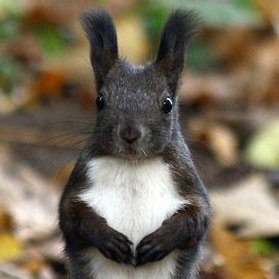 HUSH! Human! I'm speaking on behalf of our great squirrel King and Queen!
IT developer ，SQUIRREL are my passion!