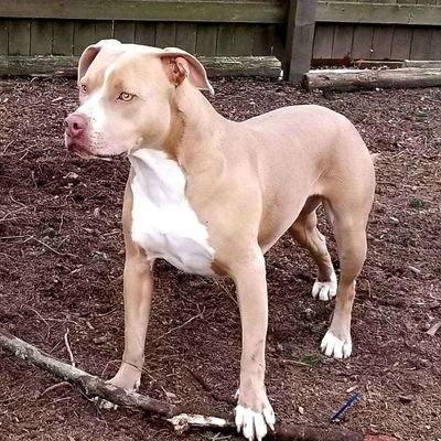 aerofan2's profile picture. America First! 🇺🇸