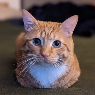 GeneMachene's profile picture. Cat.