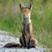 TailsFox (@slendyf) Twitter profile photo TailsFox (@slendyf) Twitter profile photo