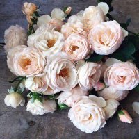 فاطمة بنت محمد (@fatimah_almanea) 's Twitter Profile