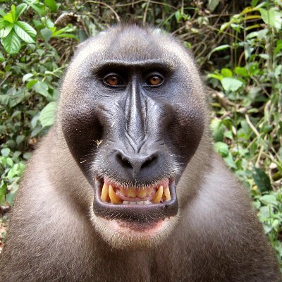 iCarnegie's profile picture. 