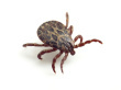 myLymeDisease's profile picture. Helpful information and tips on Lyme Disease.