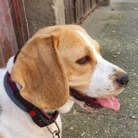 Arya the Beagle (@beaglearya) 's Twitter Profile