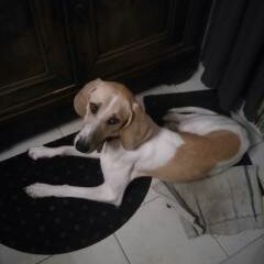 StefanGuehl's profile picture. 