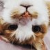 XC Waffles (@xcwaffles) Twitter profile photo XC Waffles (@xcwaffles) Twitter profile photo