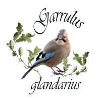 Garrulus glandarius(@Garrulusglanda3) 's Twitter Profile Photo