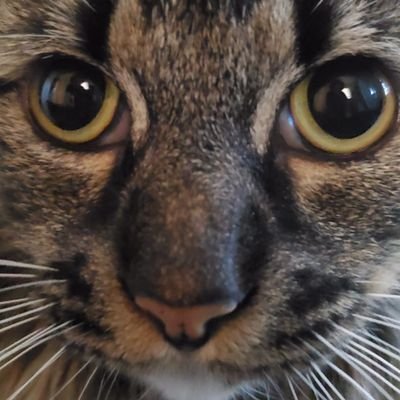 @staxattack / owner of https://t.co/T3pD6aeX1E / Decks: EDH - 50 | cEDH - 1 | skate or die 💀