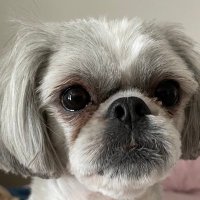 Carson the Degenerate Gambling Dog (@carsongambling) 's Twitter Profile Photo Carson the Degenerate Gambling Dog (@carsongambling) 's Twitter Profile Photo