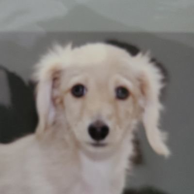 NGK8Ox6AqTQo4ww's profile picture. シダびっち@ココミルと申します。生きること半世紀。笑　独身おじさん。彼女無し。北海道帯広市在住。二十歳の時統合失調症で8カ月入院♿🏥精神障害者。精神障害者手帳2級。今健常者の人といっしょに仕事やってます🙋TCGコレクター&プレーヤー遊戯王ポケモン大好き今フュージョンワールドにはまってます！よろしくお願いします🎵