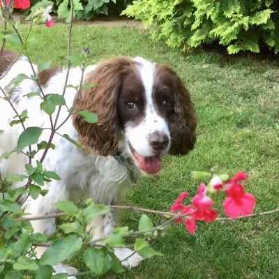 An exceedingly good dog! Handsome and mischievous Springer, now reunited with all the original Fur Pals over the 🌈 Bridge and creating much mayhem from above.