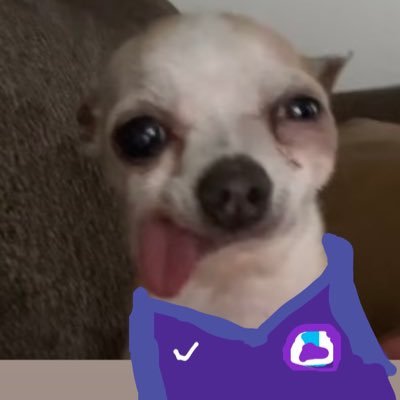 pics Chihuahua Dog Sticking Tongue Out Meme Twitter drefootyy twitter