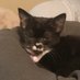 humans deserve better🟧🌻🌈🐾 (@wonkykitten) Twitter profile photo humans deserve better🟧🌻🌈🐾 (@wonkykitten) Twitter profile photo