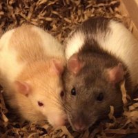 Shadow the Rat(@Rattrixs) 's Twitter Profile Photo