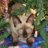 TheFamilyKitty's profile image