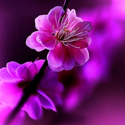 Cheridipped's profile picture. 